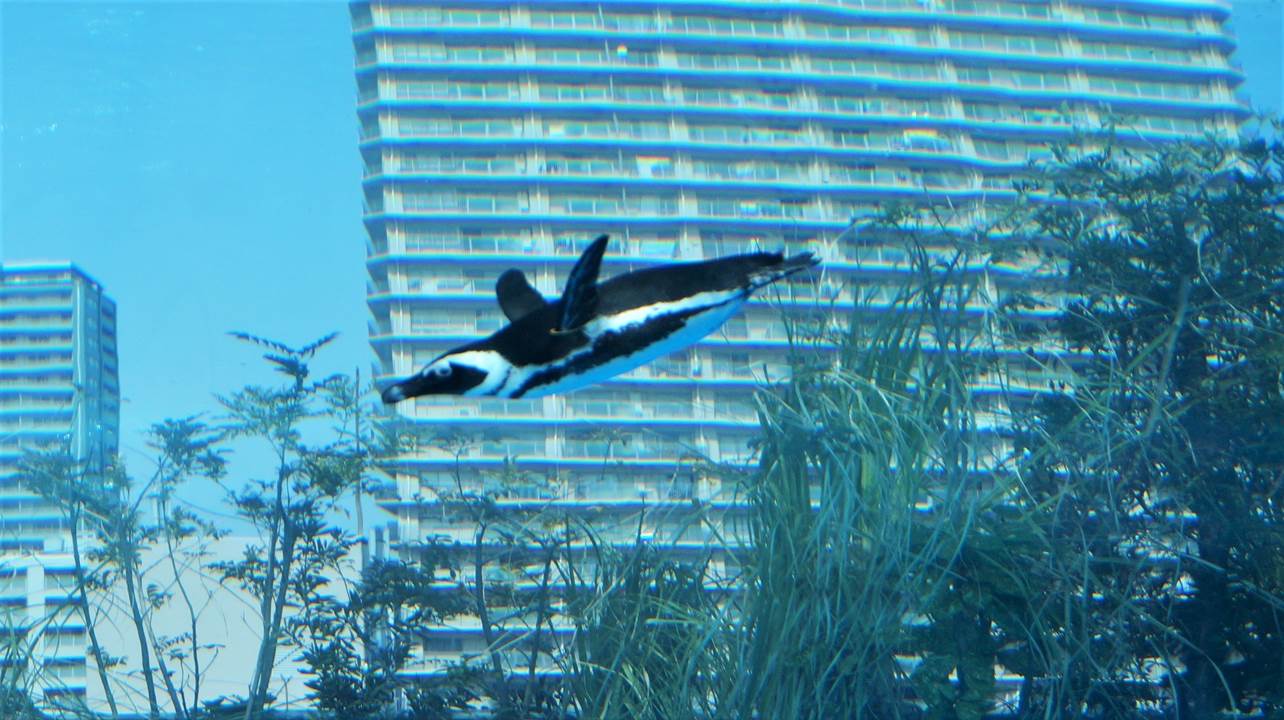 サンシャイン水族館 sunshine aquarium