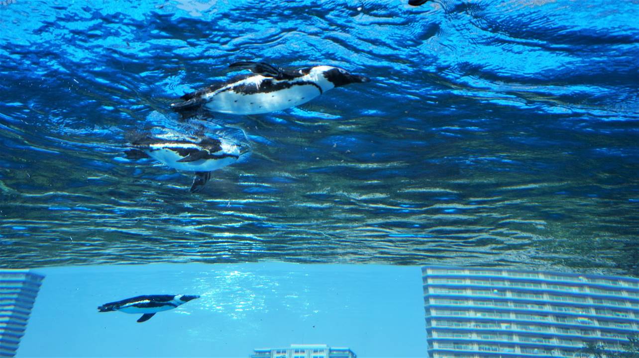 サンシャイン水族館 sunshine aquarium