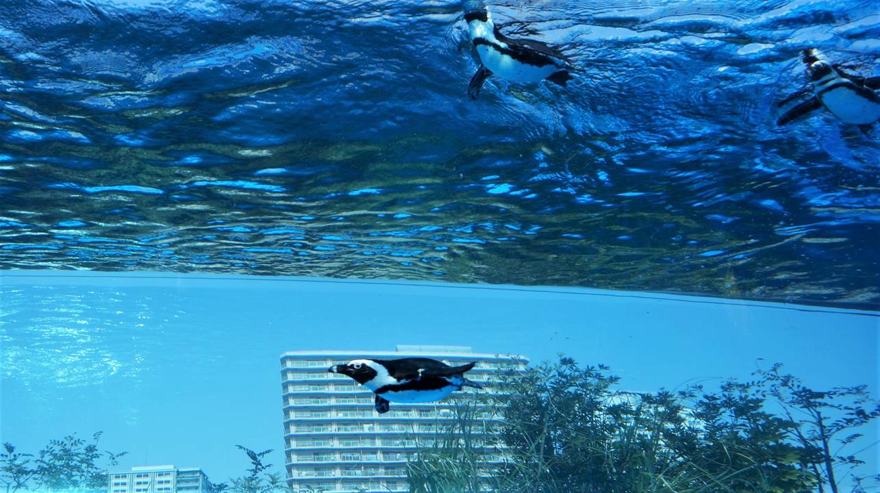 サンシャイン水族館 sunshine aquarium