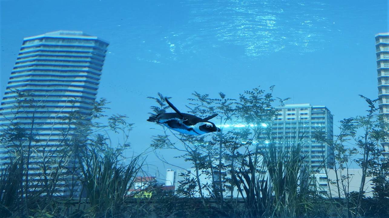 サンシャイン水族館 sunshine aquarium