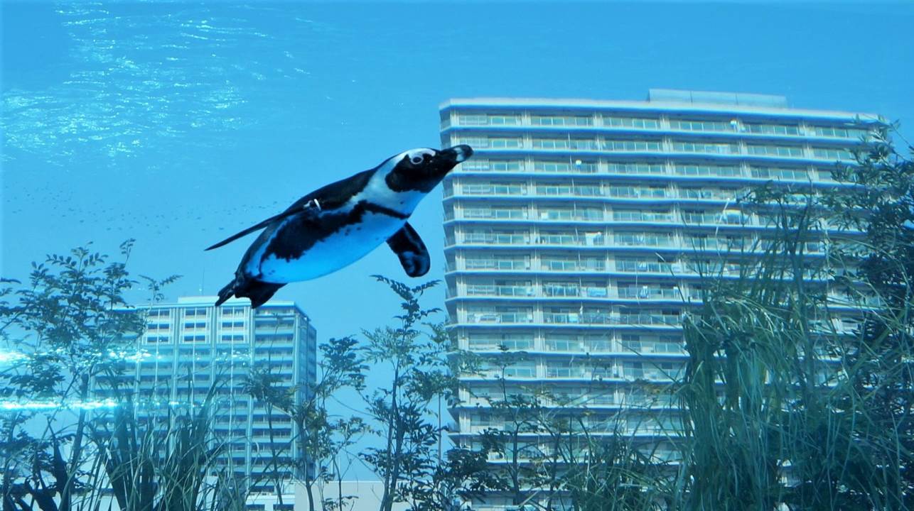 サンシャイン水族館のクラゲと空飛ぶペンギン 前売りチケット料金割引クーポン Japan Course 日本語