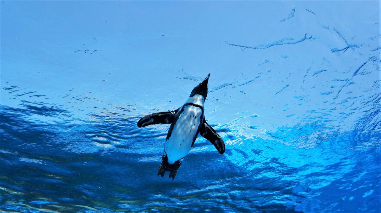 サンシャイン水族館 sunshine aquarium