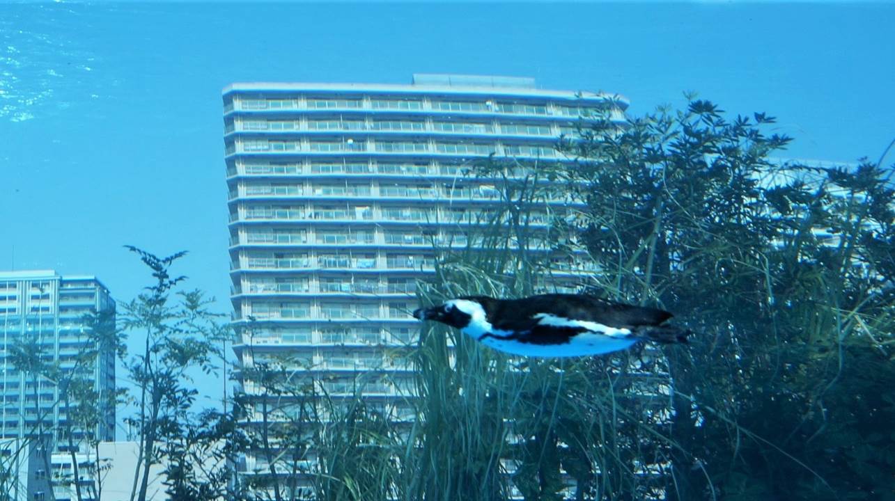 サンシャイン水族館 sunshine aquarium