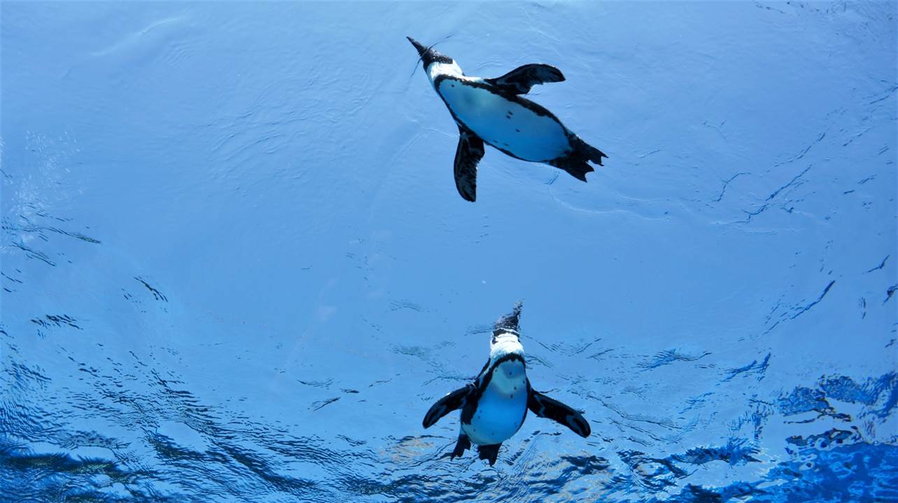 サンシャイン水族館 sunshine aquarium