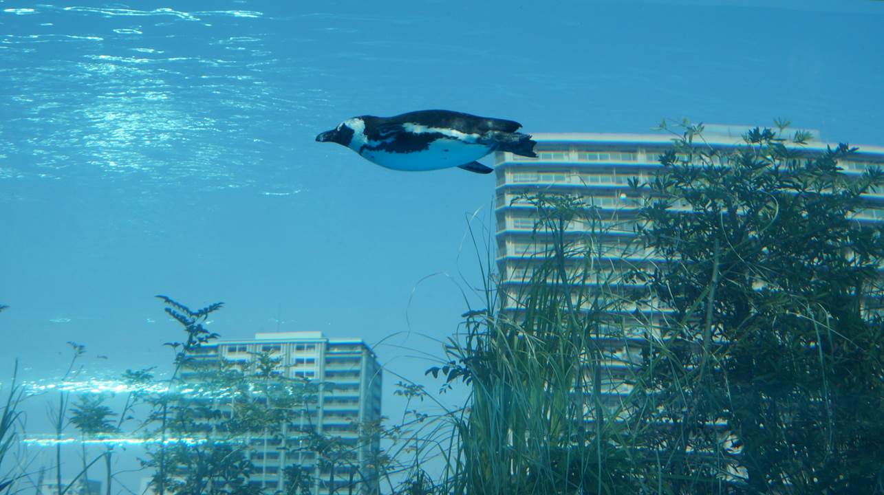 サンシャイン水族館 sunshine aquarium