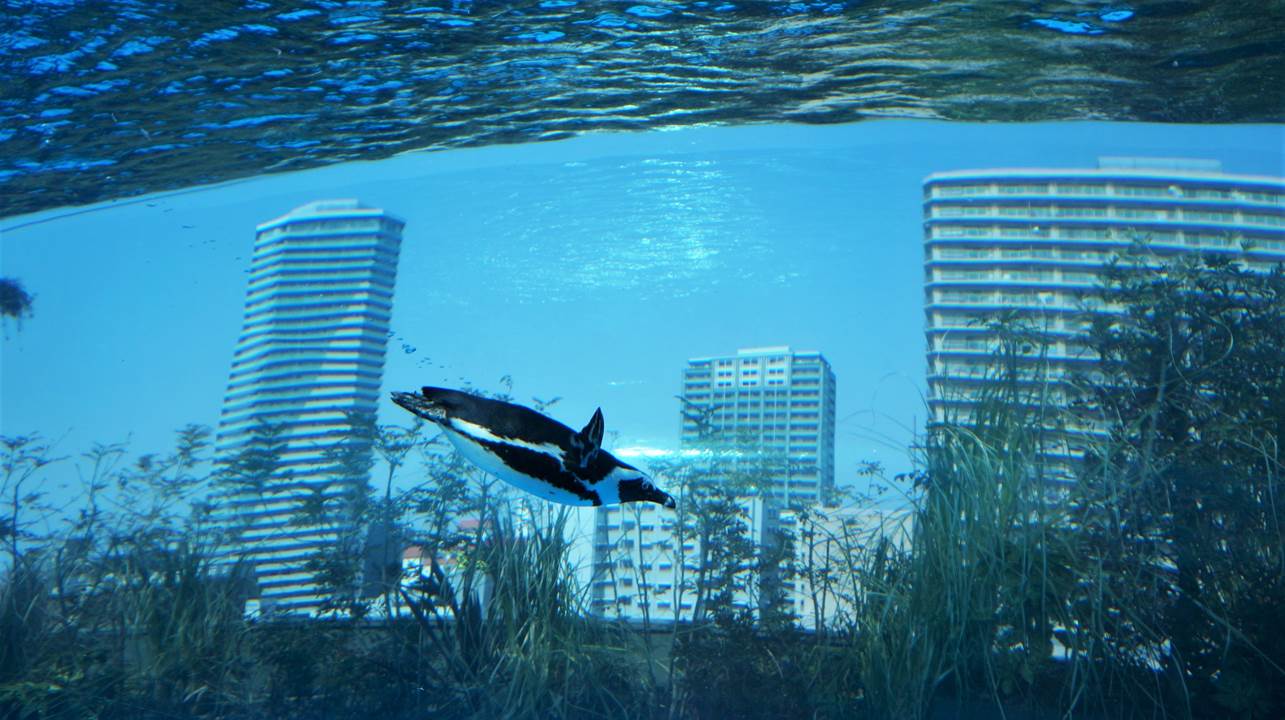 サンシャイン水族館 sunshine aquarium