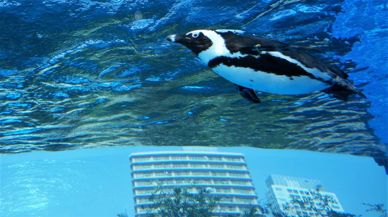 サンシャイン水族館 sunshine aquarium