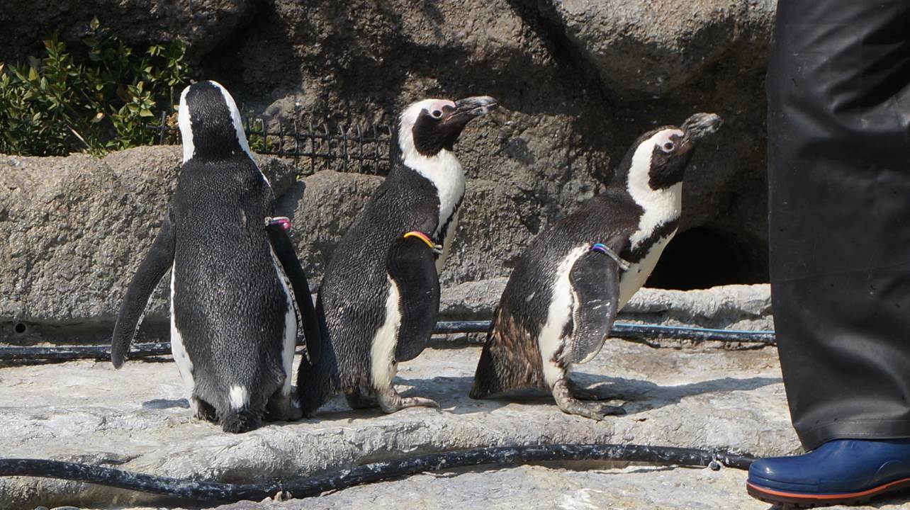 サンシャイン水族館 sunshine aquarium