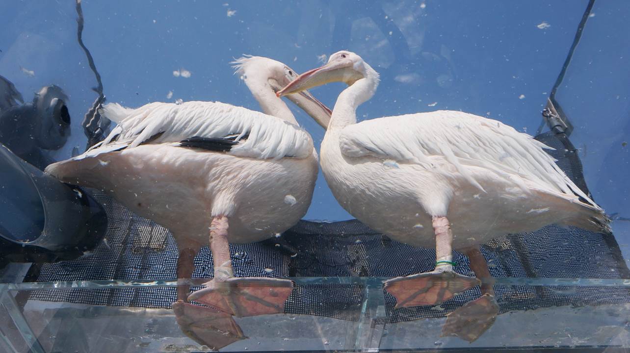 サンシャイン水族館 sunshine aquarium