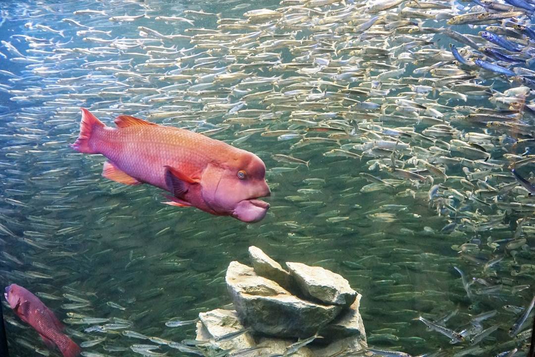 サンシャイン水族館 sunshine aquarium