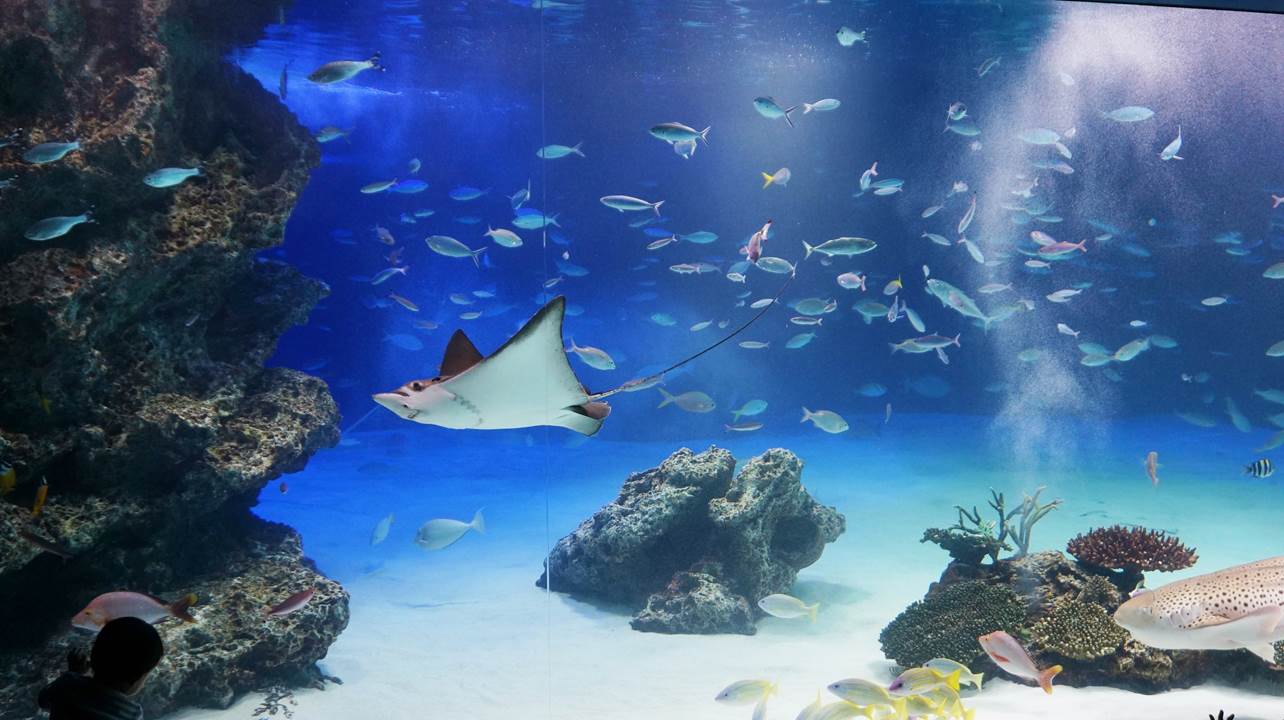 サンシャイン水族館 sunshine aquarium