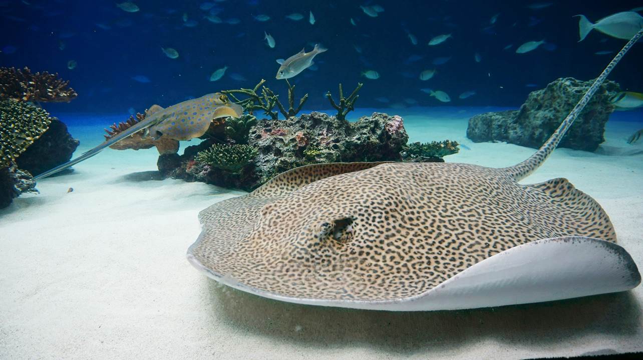 サンシャイン水族館 sunshine aquarium