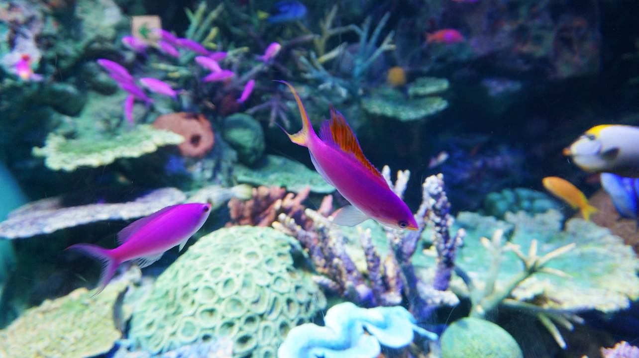 サンシャイン水族館 sunshine aquarium