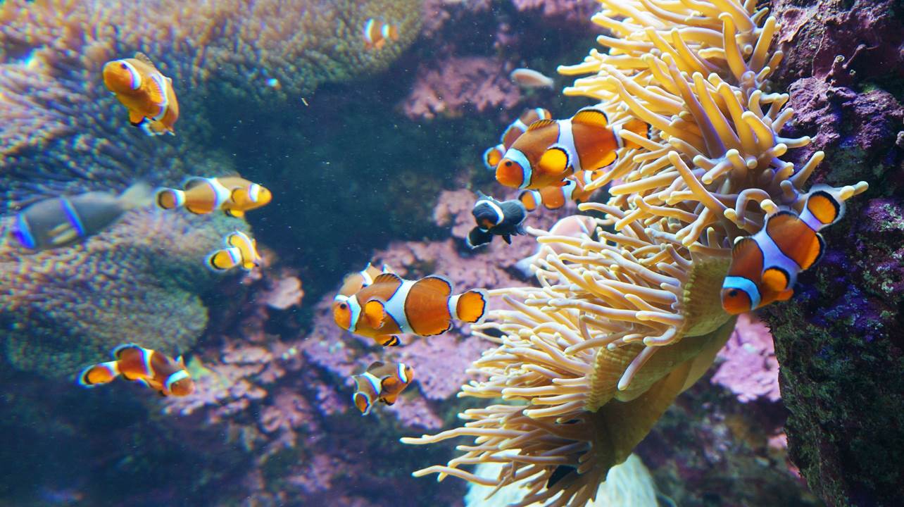 サンシャイン水族館 sunshine aquarium