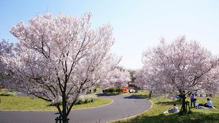 Toneri Park 舎人公園 桜