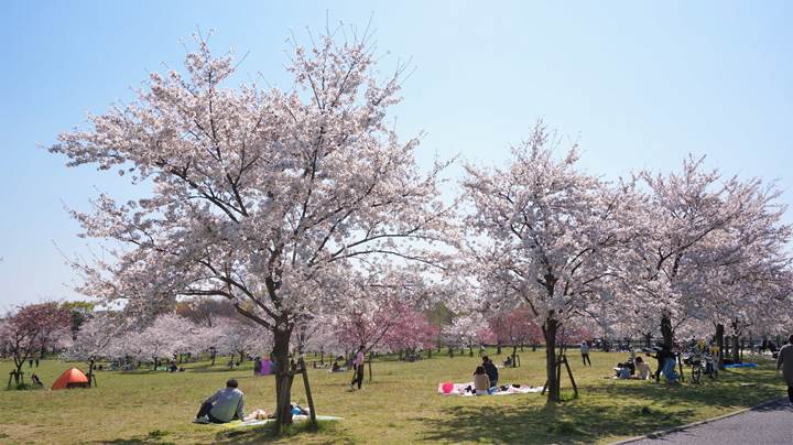 Toneri Park 舎人公園 桜