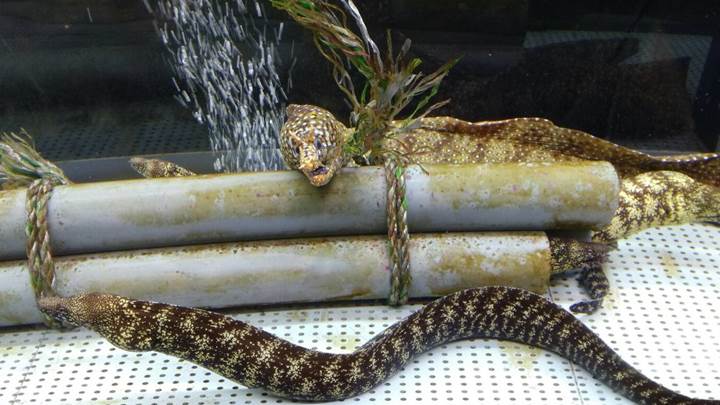Moray eel ウツボ