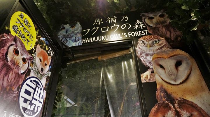 HARAJUKU OWL'S FOREST 原宿乃フクロウの森