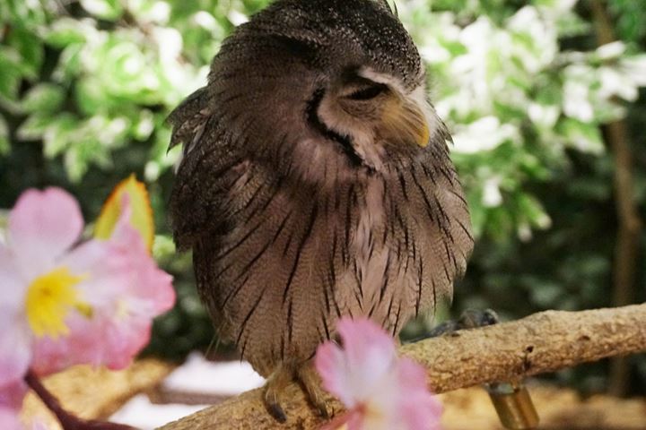 HARAJUKU OWL'S FOREST 原宿乃フクロウの森