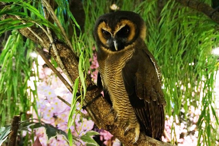 HARAJUKU OWL'S FOREST 原宿乃フクロウの森