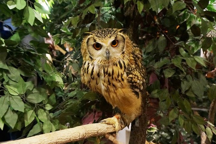 HARAJUKU OWL'S FOREST 原宿乃フクロウの森