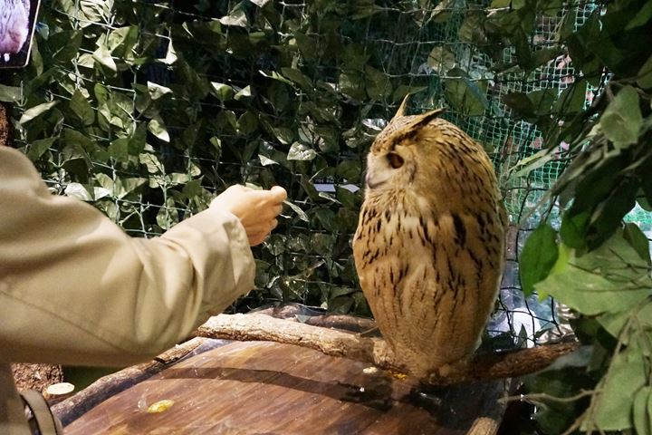 Owl S Forest It Is A Room Of Owls In Japan フクロウの森 Japan Course English