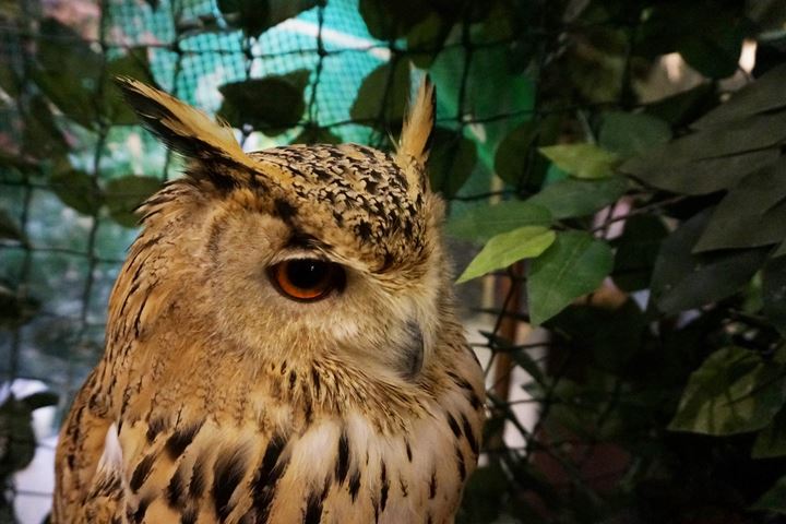 HARAJUKU OWL'S FOREST 原宿乃フクロウの森