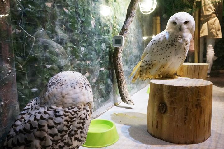 HARAJUKU OWL'S FOREST 原宿乃フクロウの森