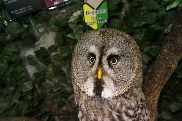 HARAJUKU OWL'S FOREST 原宿乃フクロウの森