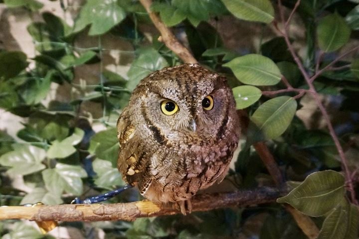 HARAJUKU OWL'S FOREST 原宿乃フクロウの森