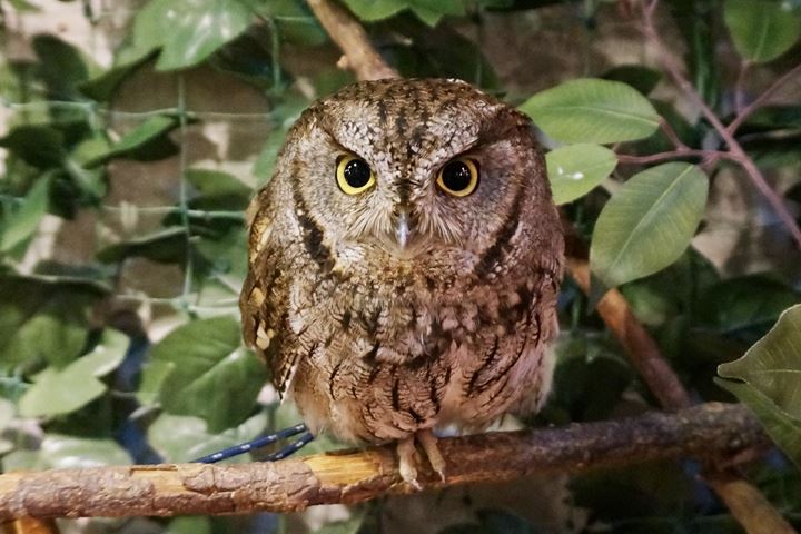 HARAJUKU OWL'S FOREST 原宿乃フクロウの森