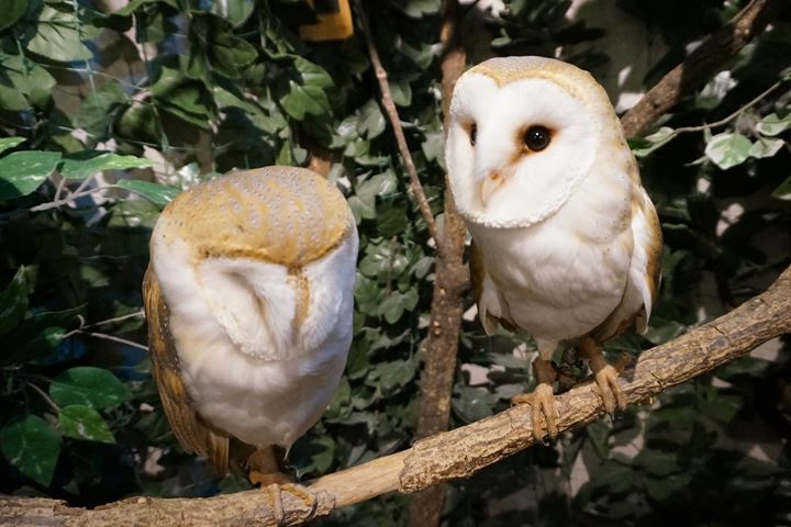 HARAJUKU OWL'S FOREST 原宿乃フクロウの森