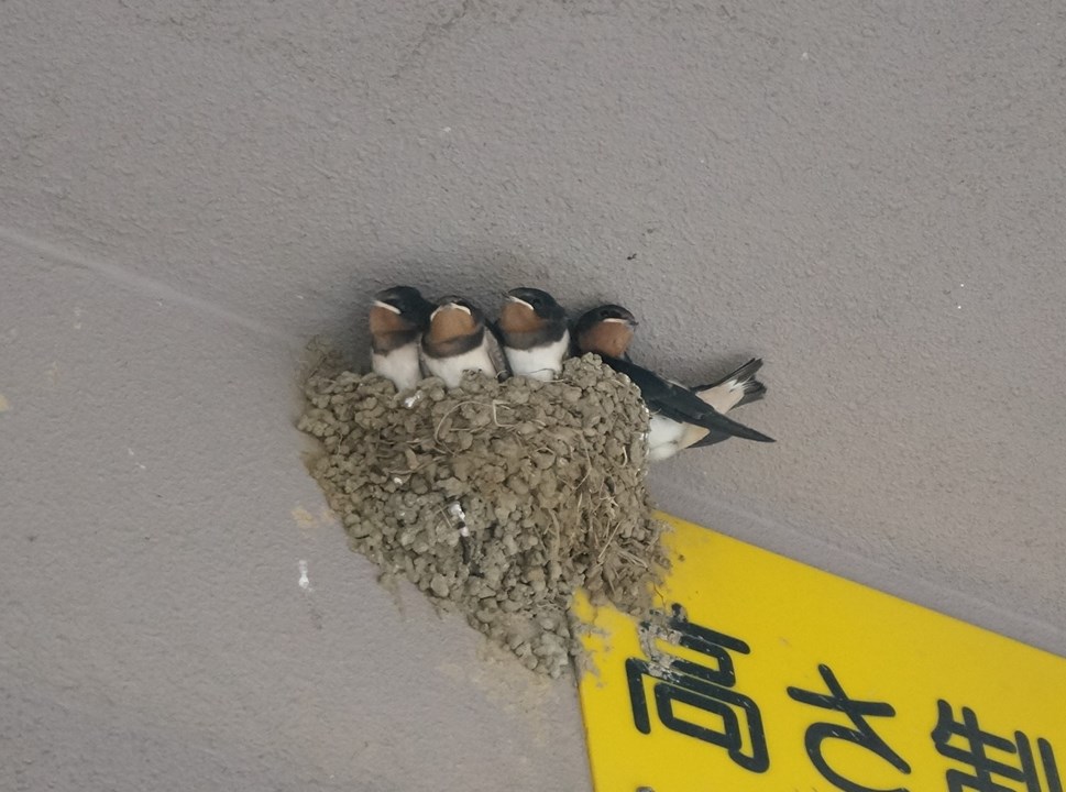 Swallow つばめ