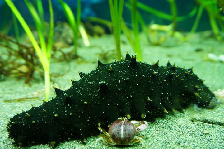 Sea Cucumber (Apostichopus armata) マナマコ 真海鼠 - 足立区生物園 Adachi Park of Living Things