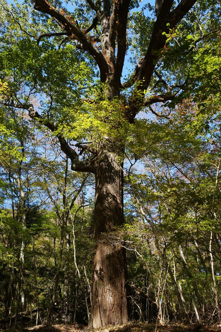 Ryuokyo Ravine 龍王峡