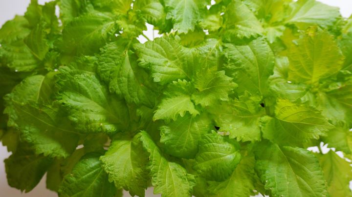 Japanese (Green) Basil AOJISO/OOBA 青じそ 大葉