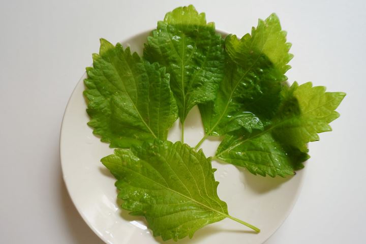 Japanese (Green) Basil AOJISO/OOBA 青じそ 大葉