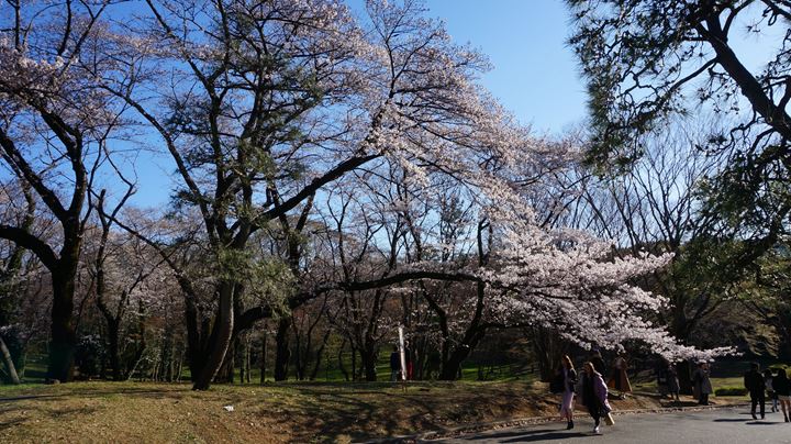 Yoyogi Park 代々木公園 Cherry Blossoms 桜