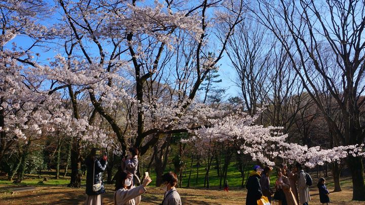 Yoyogi Park 代々木公園 Cherry Blossoms 桜