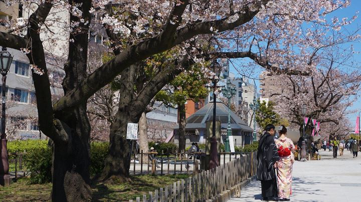 Cherry Blossoms in Asakusa Tokyo 東京 浅草 桜