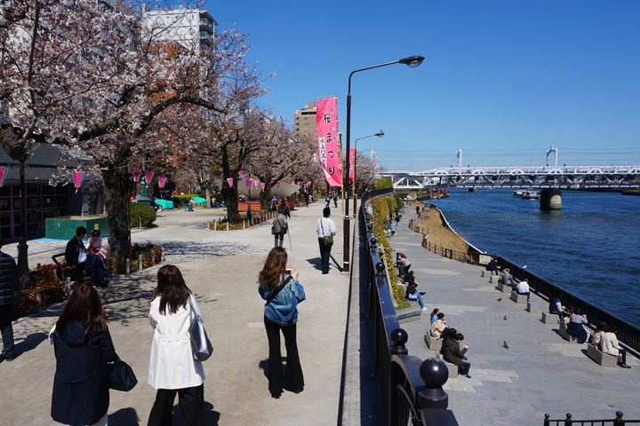 Cherry Blossoms in Asakusa Tokyo 東京 浅草 桜