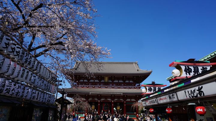 Cherry Blossoms at Sensoji Temple in Asakusa Tokyo 東京 浅草寺 桜