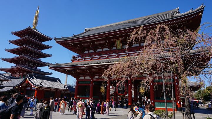 Cherry Blossoms at Sensoji Temple in Asakusa Tokyo 東京 浅草寺 桜