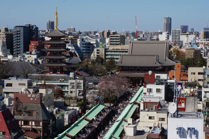 Cherry Blossoms at Sensoji Temple in Asakusa Tokyo 東京 浅草寺 桜