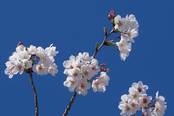 Cherry Blossoms in Asakusa Tokyo 東京 浅草 桜