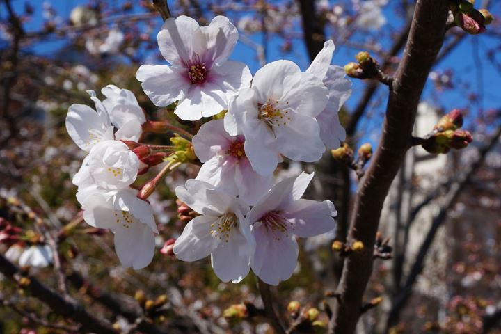 Cherry Blossoms in Asakusa Tokyo 東京 浅草 桜