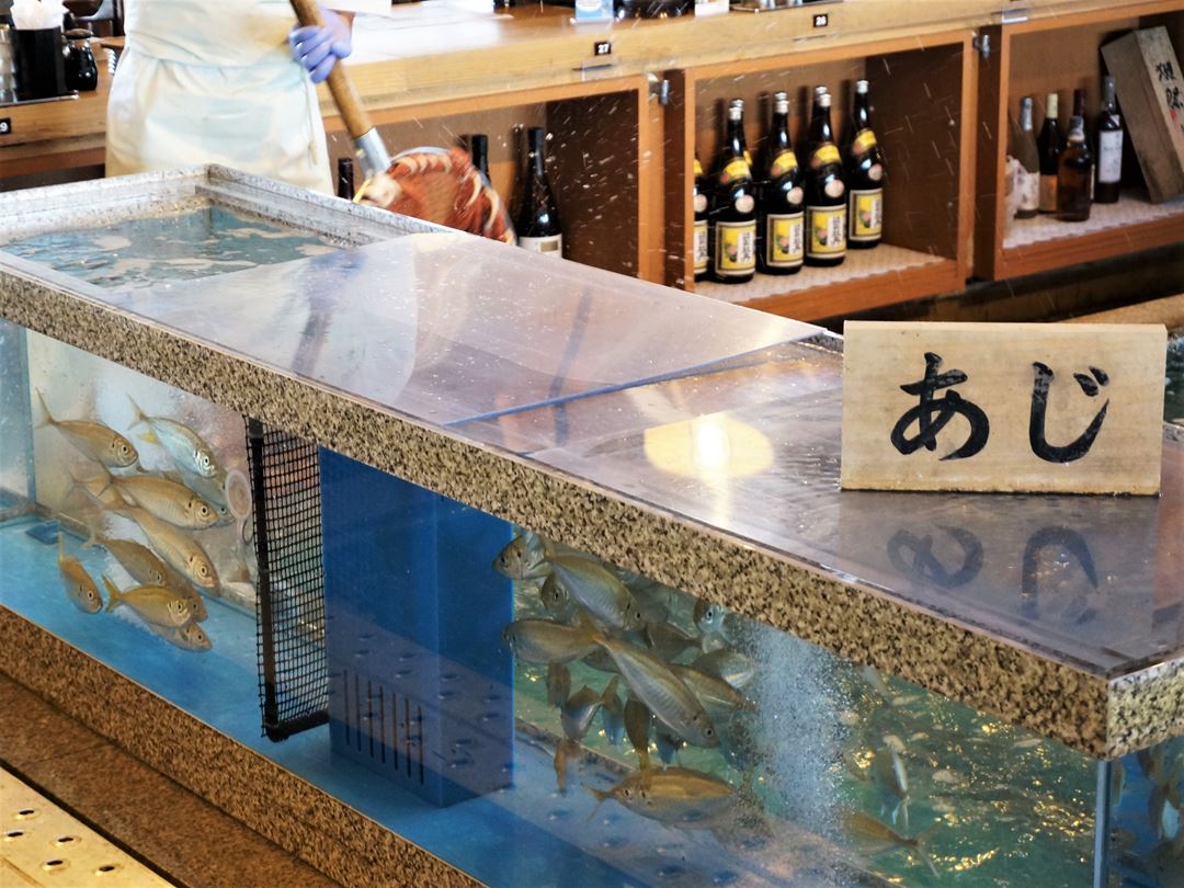 Horse Mackerel 鯵 Kochi Seafood RYOMA 高知 魚料理屋 活魚 漁ま