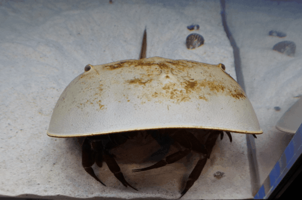 東京 足立区生物園 Adachi Park of Living Things カブトガニ Horseshoe Crab