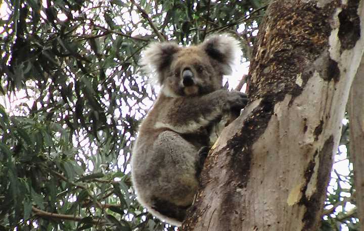 Koala Australia Souvenir Fridge Magnet ご当地マグネット お土産 オーストラリア コアラ