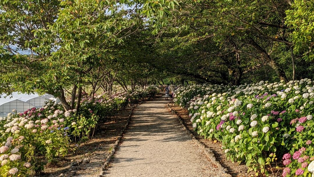 のいち あじさい街道 高知県香南市野市 Hydrangea